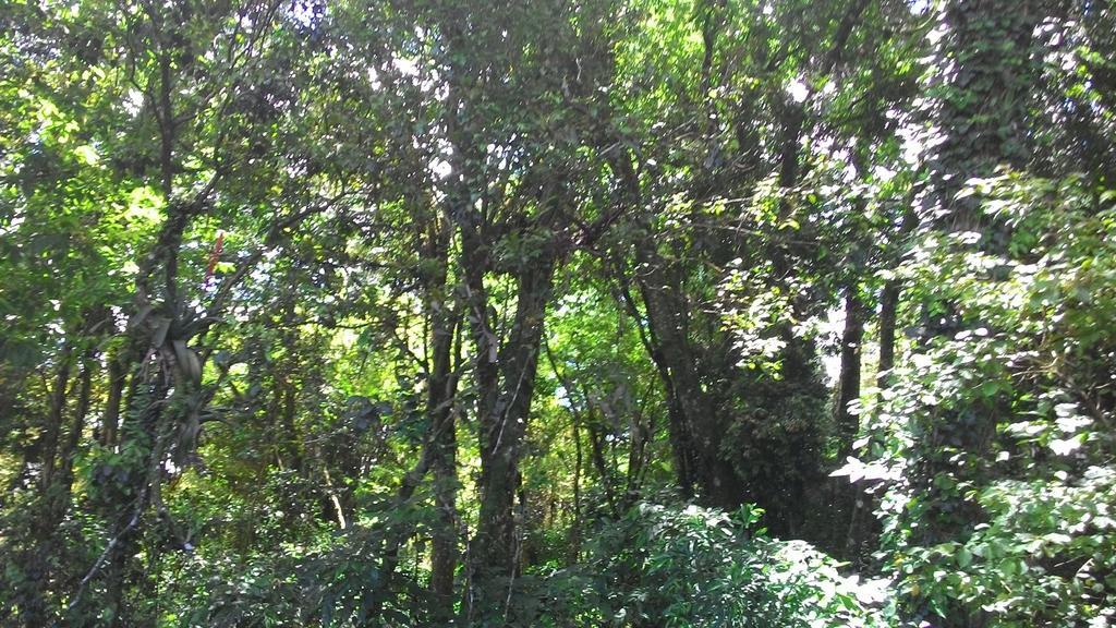 Chales Araucarias Da Serra 카넬라 객실 사진